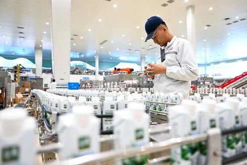 呼和浩特 奶業(yè)企業(yè)生產(chǎn)忙
