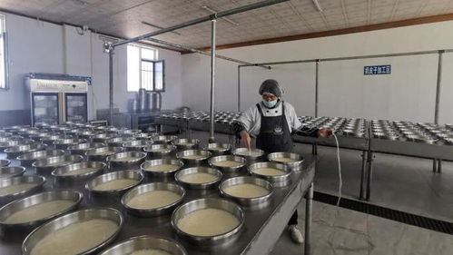 科左后旗丨發展特色奶制品產業 助力鄉村振興